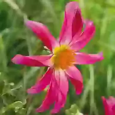Honka Pink
